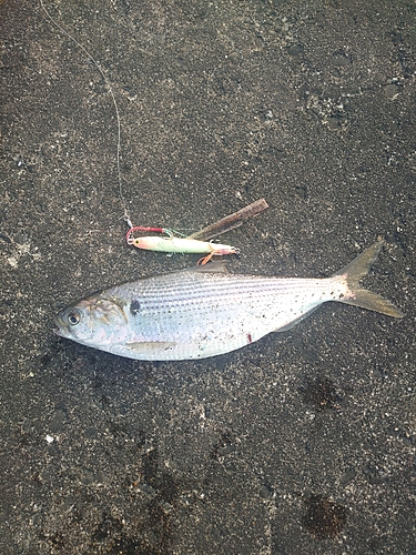 コノシロの釣果