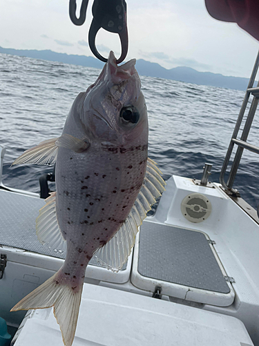 シロアマダイの釣果