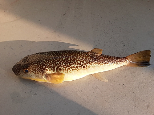 ショウサイフグの釣果