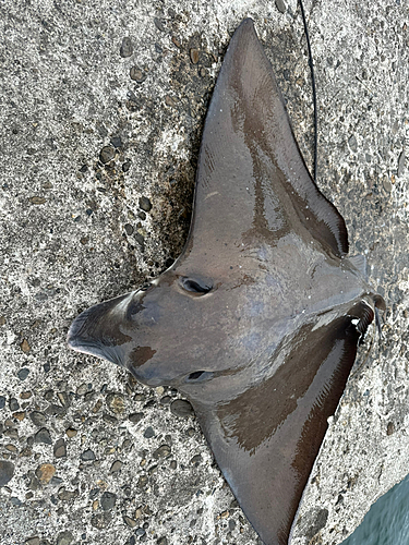 ナルトビエイの釣果