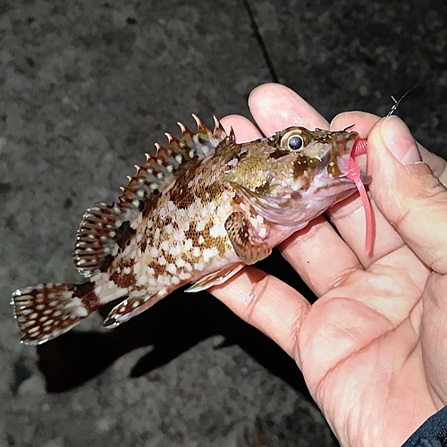 アラカブの釣果