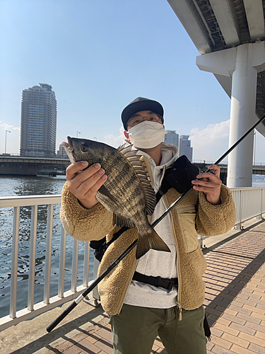 チヌの釣果