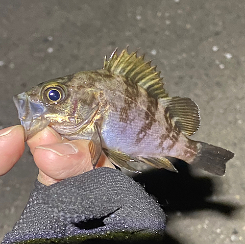 メバルの釣果