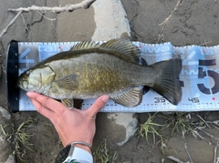 スモールマウスバスの釣果