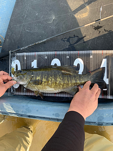 スモールマウスバスの釣果