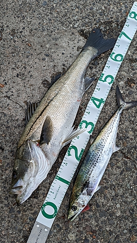 シーバスの釣果