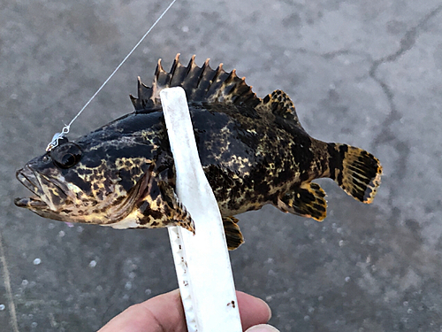 タケノコメバルの釣果