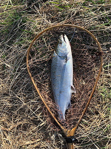 サクラマスの釣果