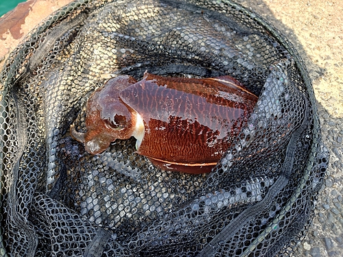 コウイカの釣果