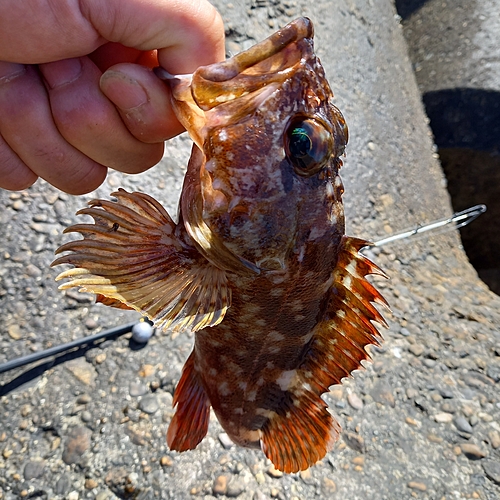 カサゴの釣果