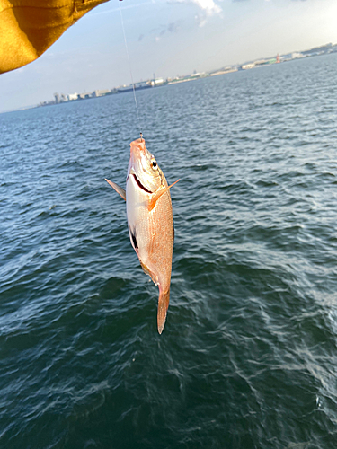 ウミタナゴの釣果