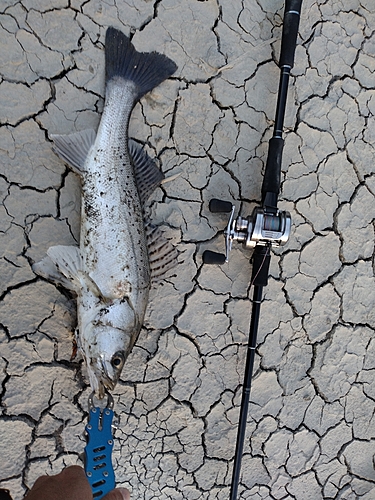 スズキの釣果