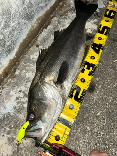 シーバスの釣果