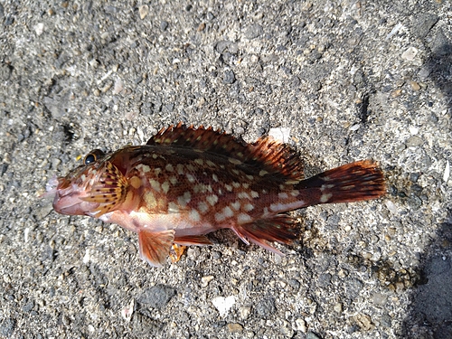 カサゴの釣果