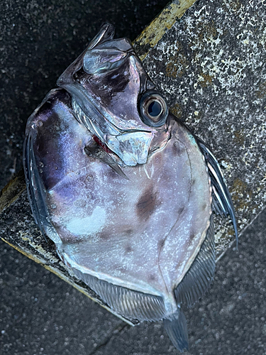 カガミダイの釣果