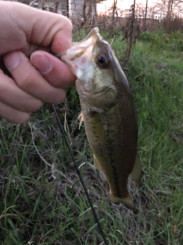 ラージマウスバスの釣果