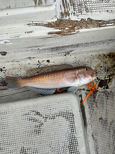 アマダイの釣果