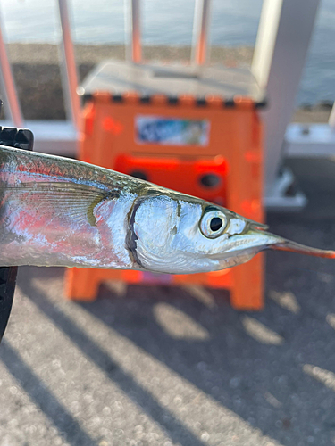 サヨリの釣果