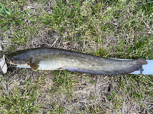 ナマズの釣果