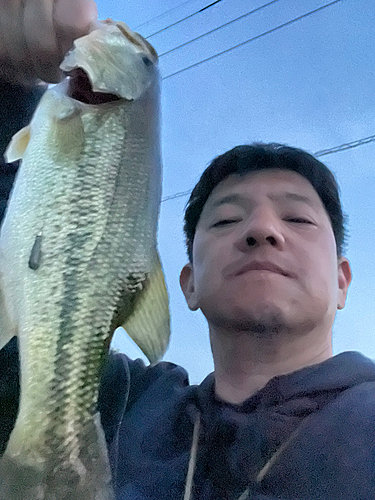 ラージマウスバスの釣果