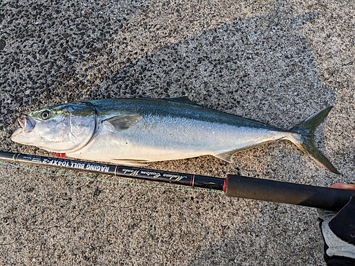 ヤズの釣果