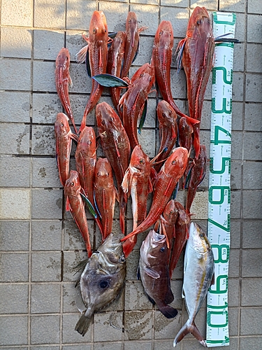 ホウボウの釣果