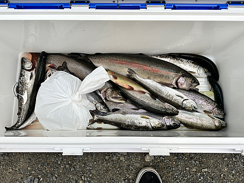 ニジマスの釣果