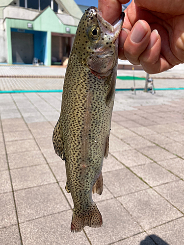 ニジマスの釣果