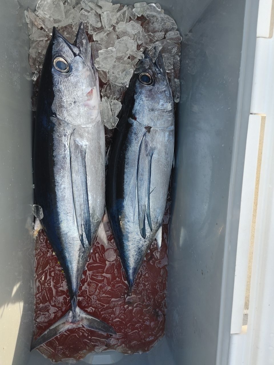 三重県ジギング船　絆さんの釣果 3枚目の画像