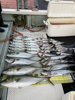 ハマチの釣果