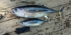 ビンチョウマグロの釣果