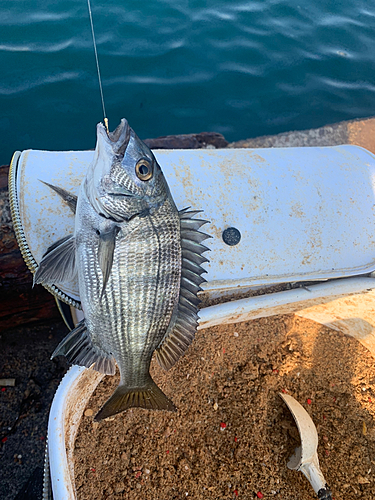 チヌの釣果