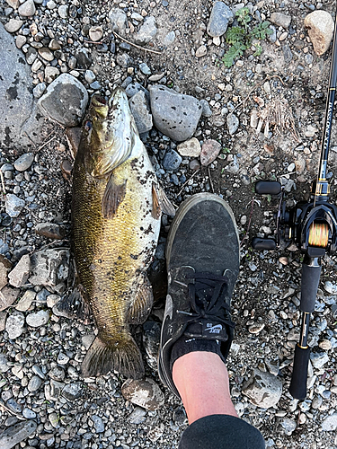 スモールマウスバスの釣果