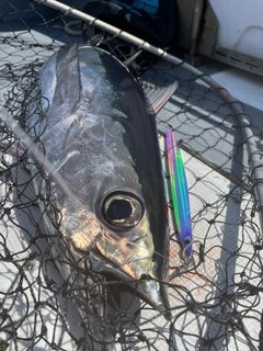 ビンチョウマグロの釣果