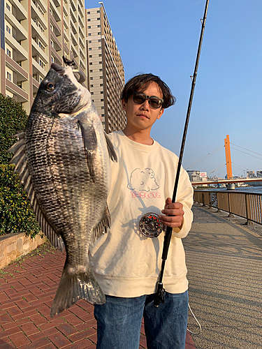 クロダイの釣果