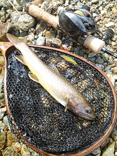 イワナの釣果