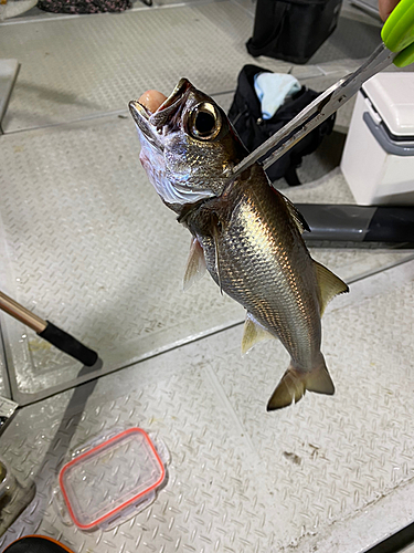 クロムツの釣果