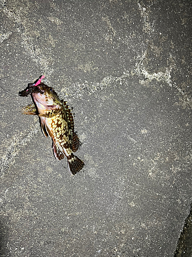 タケノコメバルの釣果