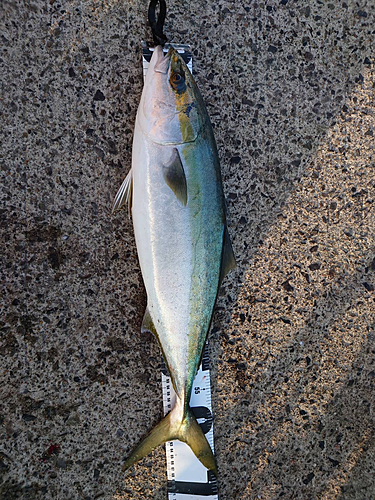 ハマチの釣果