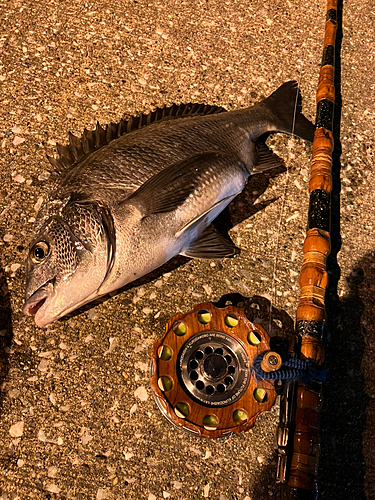 クロダイの釣果