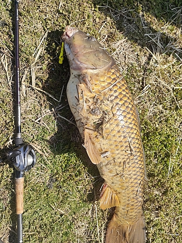 コイの釣果