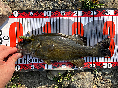 スモールマウスバスの釣果