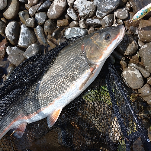 マルタウグイの釣果