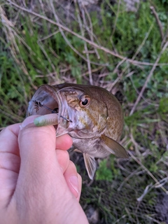 スモールマウスバスの釣果