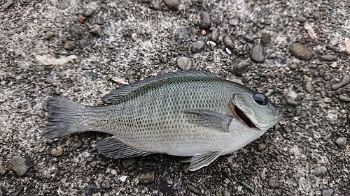 メジナの釣果