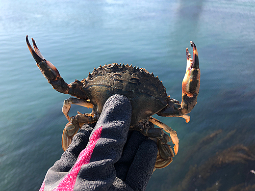 カニの釣果