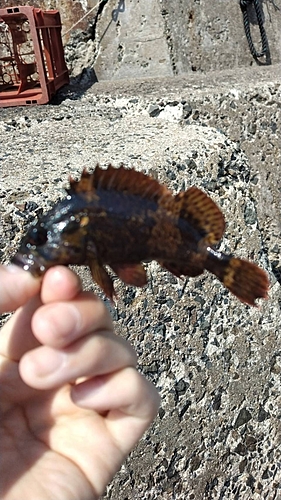 ムラソイの釣果