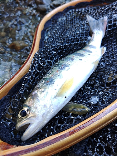 イワナの釣果