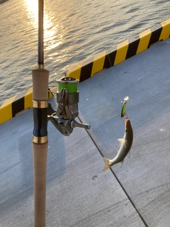 アカカマスの釣果