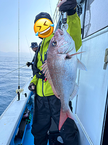 マダイの釣果